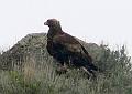 Goldrn Eagle